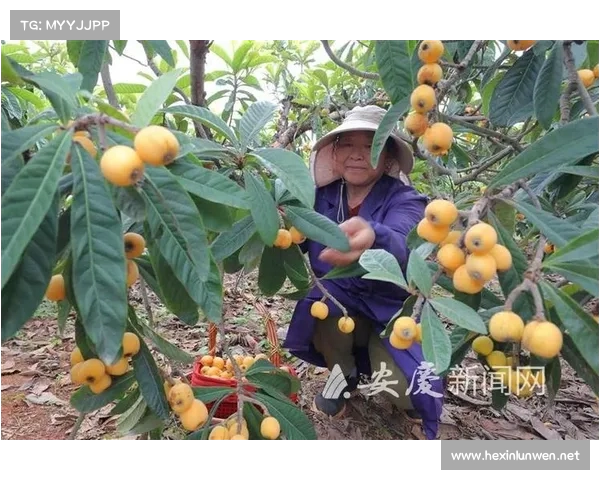 浙江曹宅小枇杷助力地方经济腾飞 打造特色产业链助农增收 浙江曹宅小枇杷助力地方经济腾飞 打造特色产业链助农增收